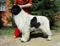 Kloofbear`s Lancelot For Sent Djons Kloofbear`s Lancelot For Sent Djons