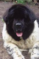 Ornak Oczeret Wichrowe Laki Ornak Oczeret Wichrowe Laki