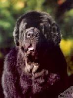 Midnight Lady's Especially For You Midnight Lady's Especially For You