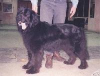 Newf Sound's Kieth the Kind Newf Sound's Kieth the Kind