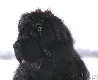 Cayuga Mescalero Cayuga Mescalero