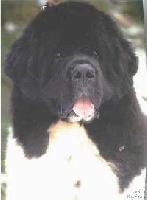 Lotgardens The Talented Talisman Lotgardens The Talented Talisman