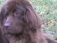 Almas Utrennya Zvezda Almas Utrennya Zvezda