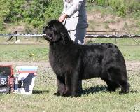 Nenaglyadnaya Moya ot Sibirskogo Medvedya Nenaglyadnaya Moya ot Sibirskogo Medvedya