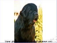 Darbydale's Smart Alec Darbydale's Smart Alec