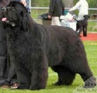 Pouch Cove's Navy Cut of Cayuga Pouch Cove's Navy Cut of Cayuga