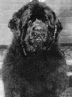 Pouch Cove's Antares Fanfare Pouch Cove's Antares Fanfare