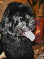 Smigar Europa Plus Smigar Europa Plus