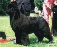 Pouch Coves Heads I Win Cayuga Pouch Coves Heads I Win Cayuga