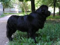 Molodets Udalets Ot Sibirskogo Medvedja Molodets Udalets Ot Sibirskogo Medvedja