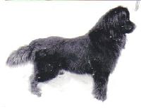 Vudy Plavuchij Medved" Vudy Plavuchij Medved"