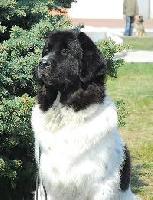 Ashtaret Nemirovski Ashtaret Nemirovski